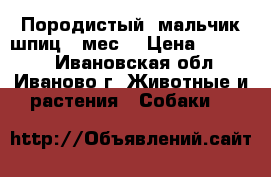 Породистый  мальчик шпиц 2 мес  › Цена ­ 18 000 - Ивановская обл., Иваново г. Животные и растения » Собаки   